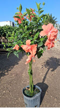 10" Hibiscus Exotic Orange Triple Braid